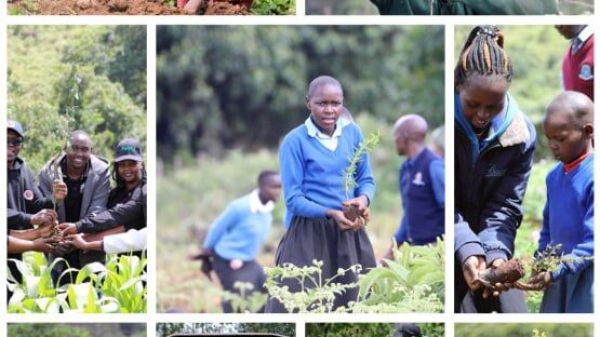 Students planting young tree seedlings together in a school compound in Nyeri County as part of a school greening and environmental conservation activity.