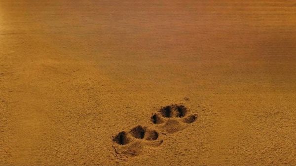 July 15: “Wildlife Tracking for Connection” online learning session
