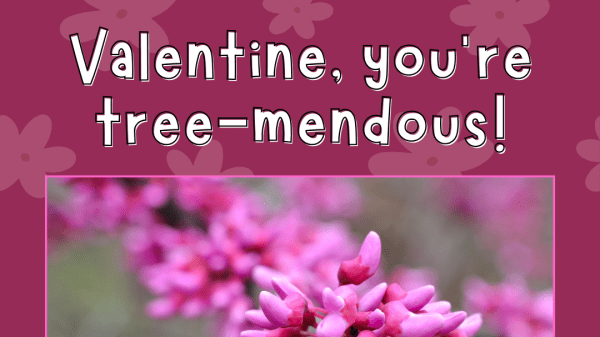 Square card with pink background that reads "Valentine, you're tree-mendous" with a photo of an Eastern Redbud Tree