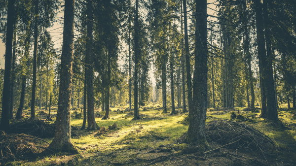 Forest A forest with trees extending beyond the top of the image; the ground is grassy green