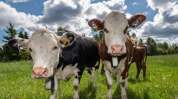 Two cows in pasture with a cloudy blue sky behind them