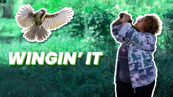 Wingin' It lesson thumbnail showing a birder making observations 