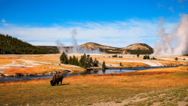 Yellowstone Park A landscape of Yellowstone park: A blue, slightly cloudy sky is over an orange field with a body of water running through it; a bison can be seen on the left and steam venting can be seen on the right