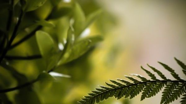 Close-up photograph of a fern and blurred leaves in the background