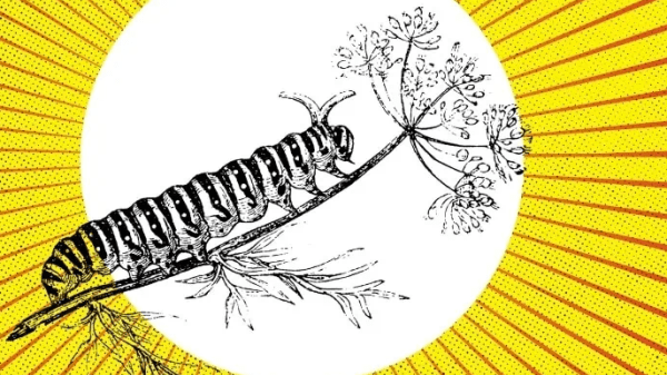 Yellow background with a large white circle in the middle. An illustration of a caterpillar crawls on a plant stem in the center of the circle, while dark orange sunbursts radiate away from the circle