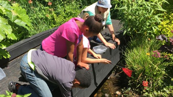 Students at Powellswood Garden Collecting Macros