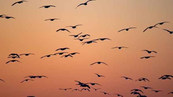 Flying birds silhouetted against a pink sky