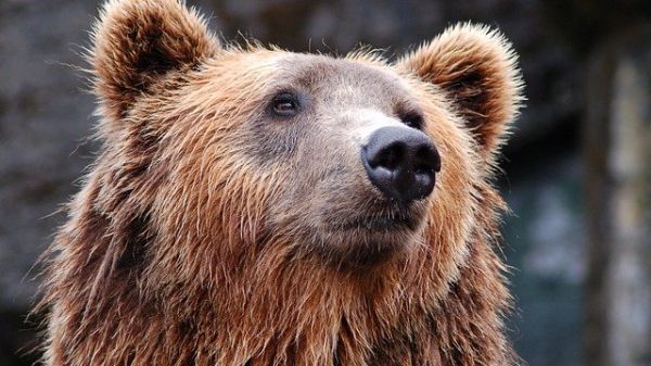 Close-up profile of a brown bear