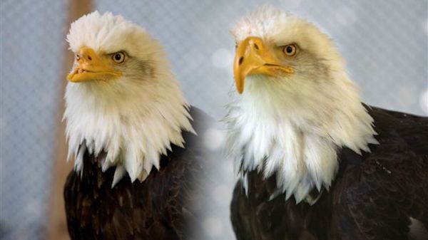 Beauty the bald eagle prosthetic beak before and after Beauty the bald eagle 3D printed prosthetic beak