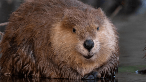 Beavers Are Superheroes A beaver looking toward the viewer sits in some water