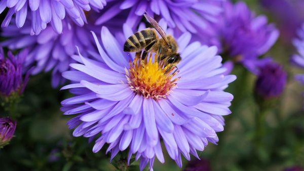 Bee on a flower