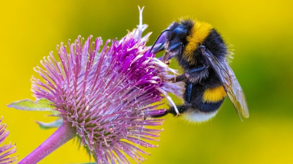 Close-up of large buff-tailed bumblebee feeding on nectar of pink flowers