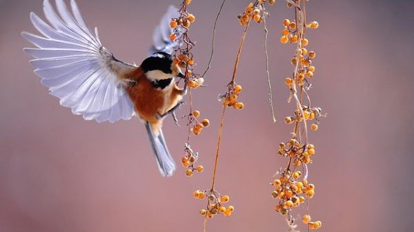A small red bird with a black-striped cap flies onto a string of berries