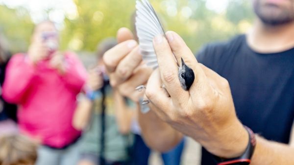 Bird in a workshop on bird banding. An ornithologist shows children how bird banding is important for environmental conservation