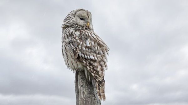 An owl standing on a post