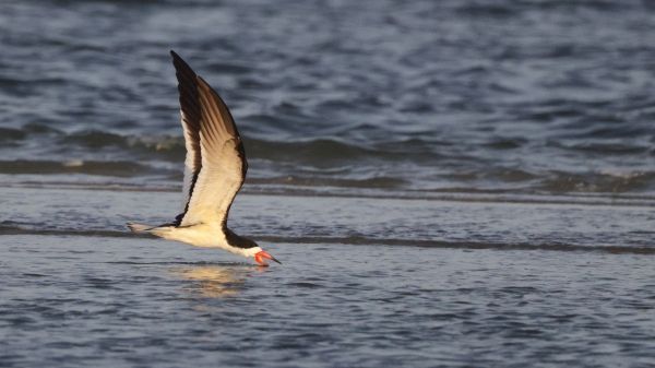 black skimmer bird skimming the ocean surface