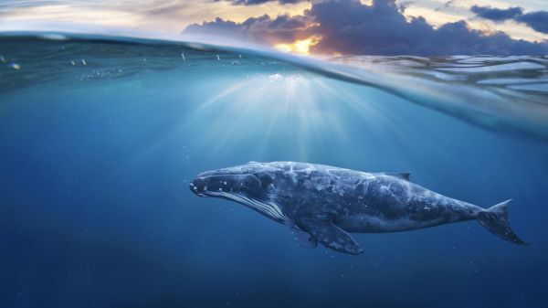 A whale in the ocean
