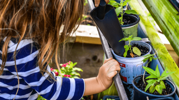 young child tending to small planters in garden