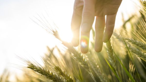Sun glistening through blades of wheat, hand brushing wheat
