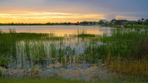 Florida evening nature