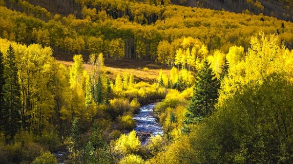 Looking down at a river winding through a forest of deciduous trees in autumn