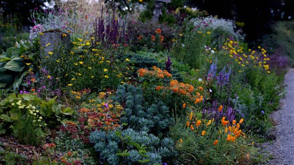 A colorful flower garden