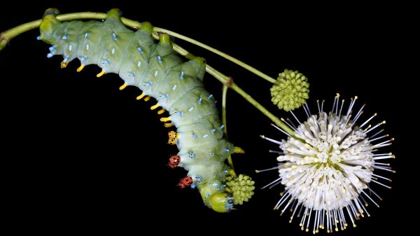 "Gravity" by Sam Jaffe of The Caterpillar Lab Cecropia Caterpillar