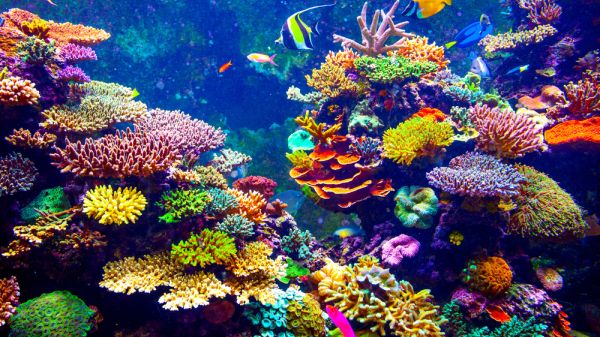 A colorful picture of a corral reef with fish.