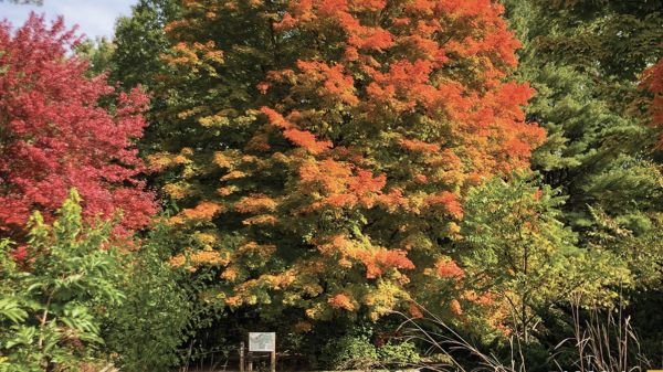 Fall 2022 Directions Cover A tree with green-to-bright-orange leaves stands in the middle. Surrounding are other trees of various colors, with a trail and prairie plants in the foreground. "Directions" reads at the top.