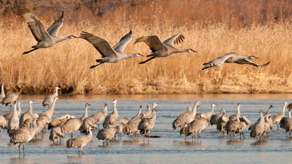 Four Sandhill Cranes fly above a crane flock that stands in water. Behind, autumnally-brown shore plants and trees.