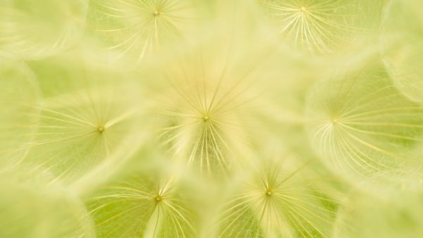 Close up of dandelion seeds