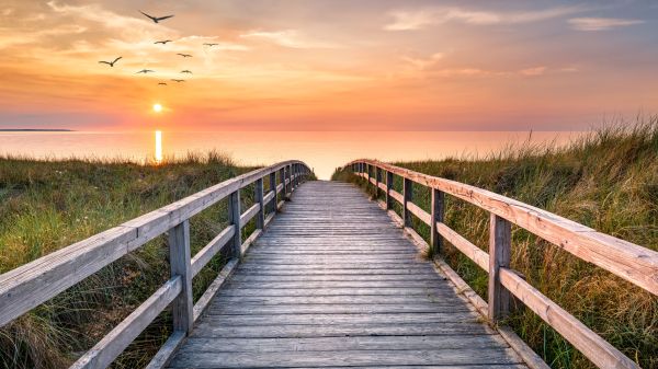 The Bridge Panoramic view of a wood bridge going over grassy dunes toward the ocean; a sun-setting cloudy sky can be seen in the background, with birds flying