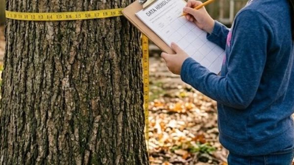 A child with a clipboard measuring round a tree trunk with a tape measure.