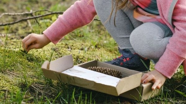 A child crouching on mossy ground, collecting pine cones into a cardboard box.