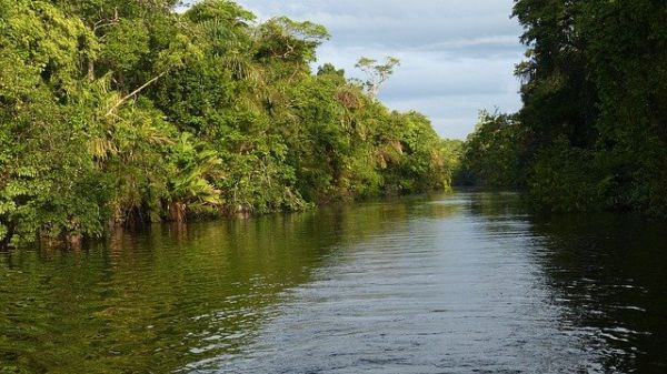 Image of a rainforest lining a river
