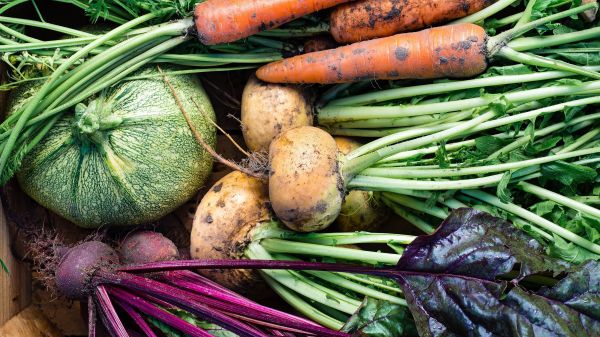 Freshly harvested squash, beets, carrots, and turnips.