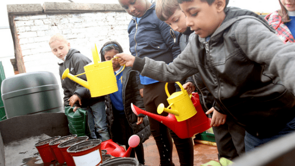 Primary school students plant and water sunflowers