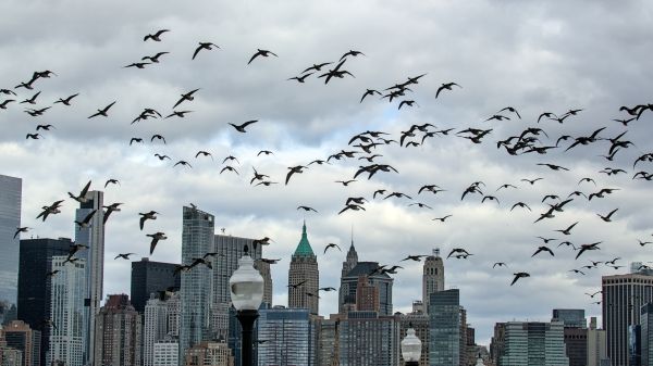 new york city skyline with large flock of canada geese flying in front of skyscrapers and tall high rise buildings on cloudy day in liberty state park (manhattan, nyc) travel destination tourism
