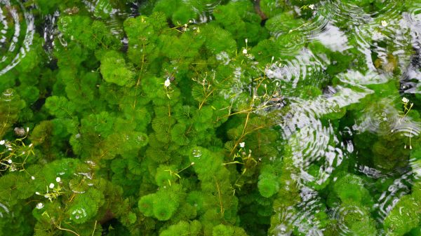 green hydrilla plants under water