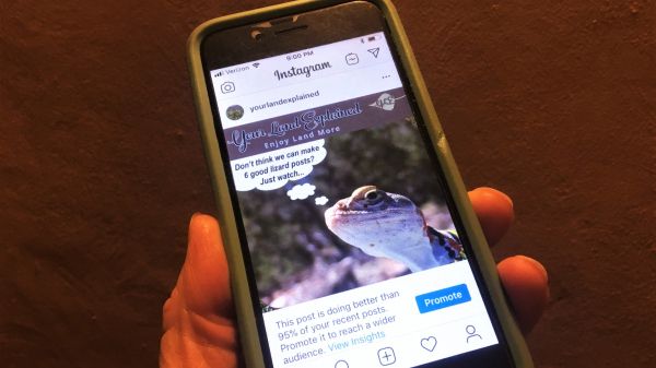 Nature Insights Post on Instagram Phone with Instagram Feed