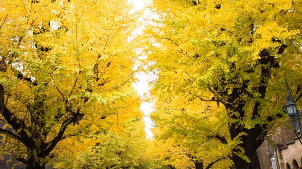 Beautiful yellow ginkgo biloba  leaves in autumn at Tokyo, Japan