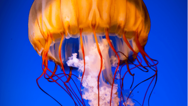 Jelly fish orange floating in blue water