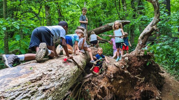 A small group of children climbs on a fallen tree in the forest.