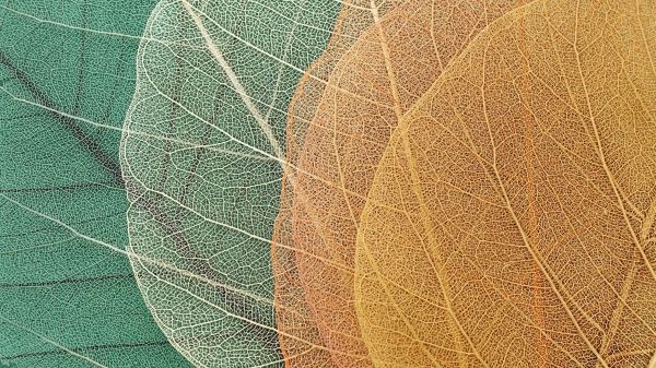 Green and yellow shades of leaves