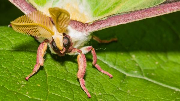 A macro view of a luna moth's face, sitting on a green leaf; their head is tilted slightly to the side and they have fluffy yellow antennae