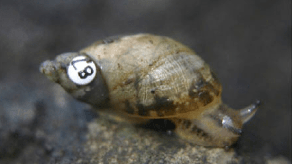 Close-up photo of a snail