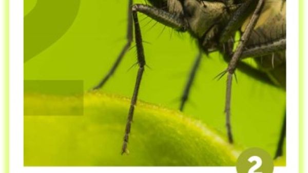 Macro photo of a fly