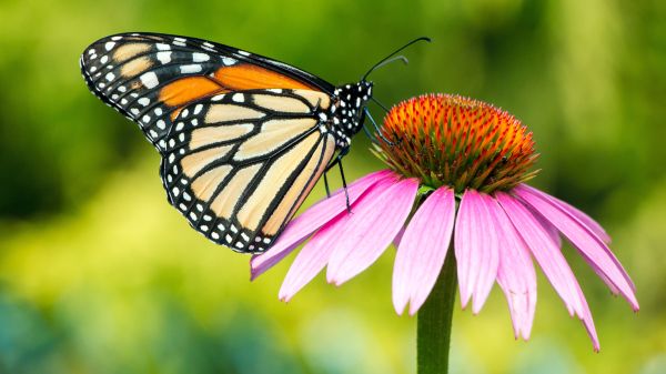 Monarch Butterfly A monarch butterfly sits on the left side of a pink flower; the background is blurred and green