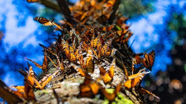 A group of monarch butterflies on a tree.
