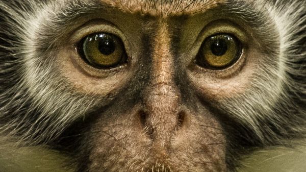 Monkey Face photo by Gerry Ellis Monkey Face photo by Gerry Ellis